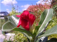 17b88cef-fotka14 (2).jpg